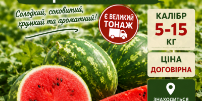 I will sell watermelon, first cut, caliber 3-14 kg,