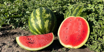 I will sell watermelon, first cut, caliber 3-14 kg,