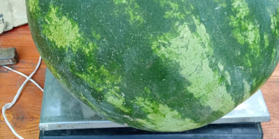 I will sell watermelon, first cut, caliber 3-14 kg,