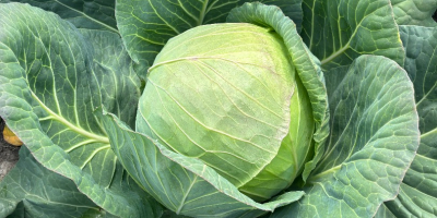White cabbage caliber 2-4 and 5 + for market