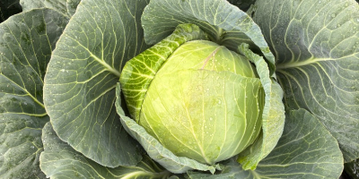 White cabbage caliber 2-4 and 5 + for market