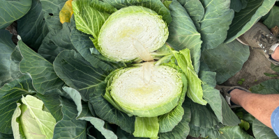 White cabbage caliber 2-4 and 5 + for market
