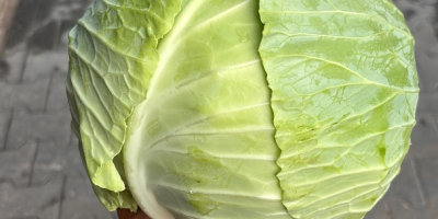 White cabbage caliber 2-4 and 5 + for market