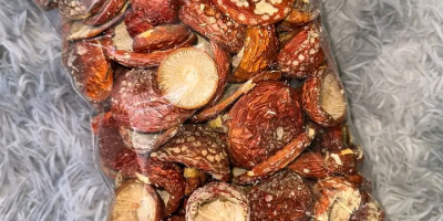 A képen látható vargányagombát árulom.