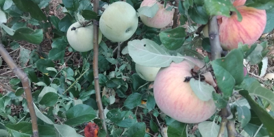 I sell 100% organic Romanian apples. Producer around 300,400