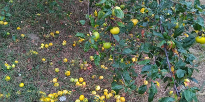 Vand mere Romanesti bio 100% Producator in jur de
