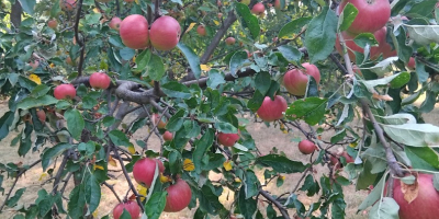 Vand mere Romanesti bio 100% Producator in jur de