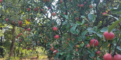 Vand mere Romanesti bio 100% Producator in jur de