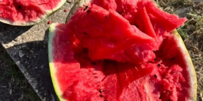 Watermelon, near