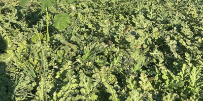 Watermelon, near