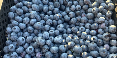 1.5 tons of blueberries, firm, thick, and sweet. Currently