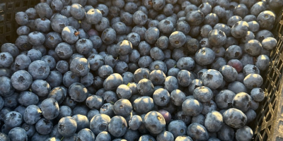 1.5 tons of blueberries, firm, thick, and sweet. Currently