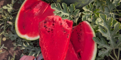 Local producer, member of the Probota Vegetable Cooperative, sells