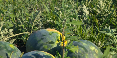 Local producer, member of the Probota Vegetable Cooperative, sells