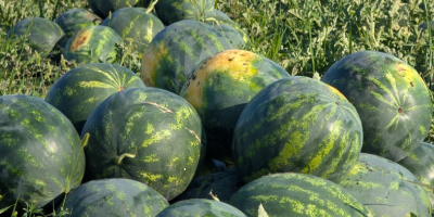 Local producer, member of the Probota Vegetable Cooperative, sells