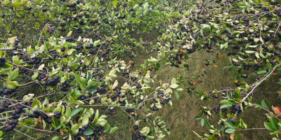 12 tonnellate di aronia, a 10 km da Pabianice,