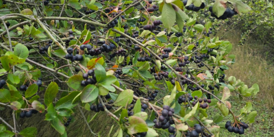 12 tonnellate di aronia, a 10 km da Pabianice,