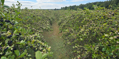 12 tonnellate di aronia, a 10 km da Pabianice,