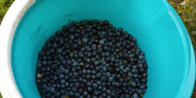 Vendo 5 barattoli di mirtilli da 0,9 litri ciascuno.