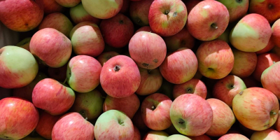 Piros organic apples for sale (157 varieties, prepared for