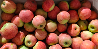 Piros organic apples for sale (157 varieties, prepared for
