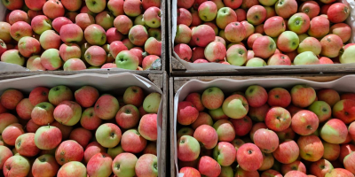Piros organic apples for sale (157 varieties, prepared for