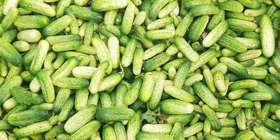 Egy könnyű Atomic uborkát kezdek készíteni, tökéletes savanyításhoz vagy