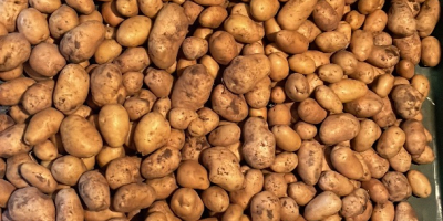 Patate kenebec e monalisa