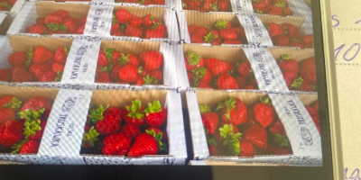 Fragole San Andreas appena fatte Molto buone Tel. [telefono]