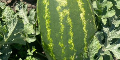 Ich verkaufe rumänische Wassermelonen, natürlich gewachsen, extrem süß und