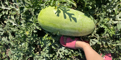 Ich verkaufe rumänische Wassermelonen, natürlich gewachsen, extrem süß und