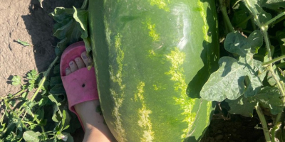 Ich verkaufe rumänische Wassermelonen, natürlich gewachsen, extrem süß und
