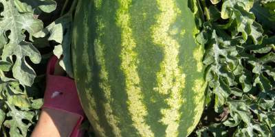 Ich verkaufe rumänische Wassermelonen, natürlich gewachsen, extrem süß und