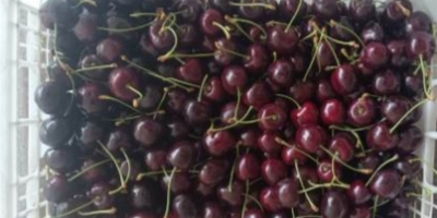 I will sell Regina cherries, caliber 28+, refrigerated, in