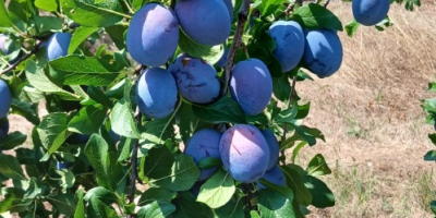 Producător agricol certificat – Skandia, produce și comercializează prune