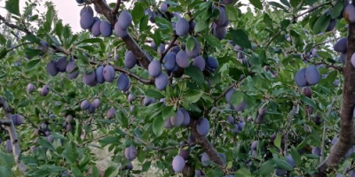 Producător agricol certificat – Skandia, produce și comercializează prune