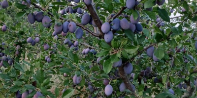 Producător agricol certificat – Skandia, produce și comercializează prune