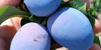 Producător agricol certificat – Skandia, produce și comercializează prune