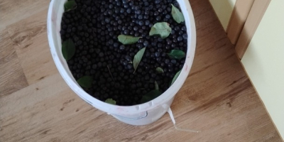 Hello, I have some chokeberries for sale, either for