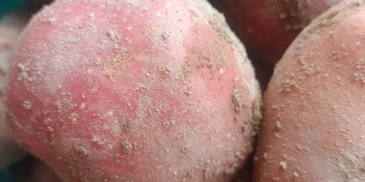 I will sell Bella rosa and Redsonia potatoes in