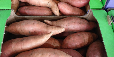 Frische Süßkartoffeln in Premiumqualität (Sorten Beauregard &amp; Benevue) •