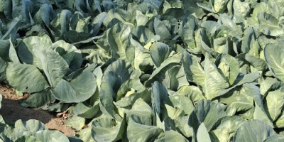 Шиљати купус, у пластичној кутији 30x50 на палети од