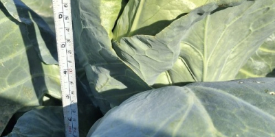 Шиљати купус, у пластичној кутији 30x50 на палети од