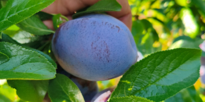 Добро утро, продавам пресни, големи сливи Хаганта. Скоро ще