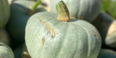 Hello, I am selling Nelson pumpkins 2 tons, Blanco