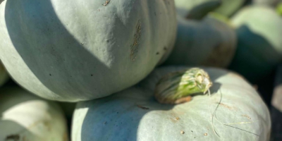 Hello, I am selling Nelson pumpkins 2 tons, Blanco