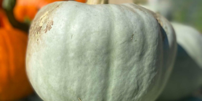 Hello, I am selling Nelson pumpkins 2 tons, Blanco