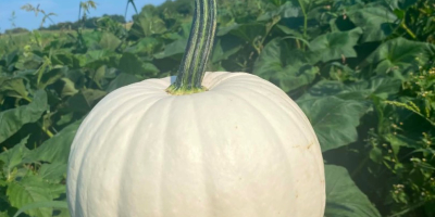 Hello, I am selling Nelson pumpkins 2 tons, Blanco