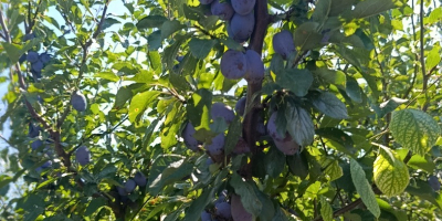 We sell fresh and dried Stenlei plums, originating from