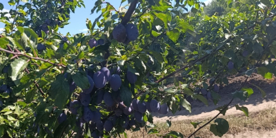 We sell fresh and dried Stenlei plums, originating from